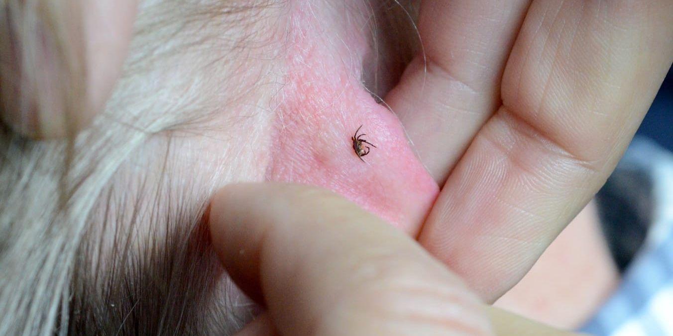 Myggmedel har begränsad effekt på fästingbett och här har en fästing satt sig fast på ett öra.