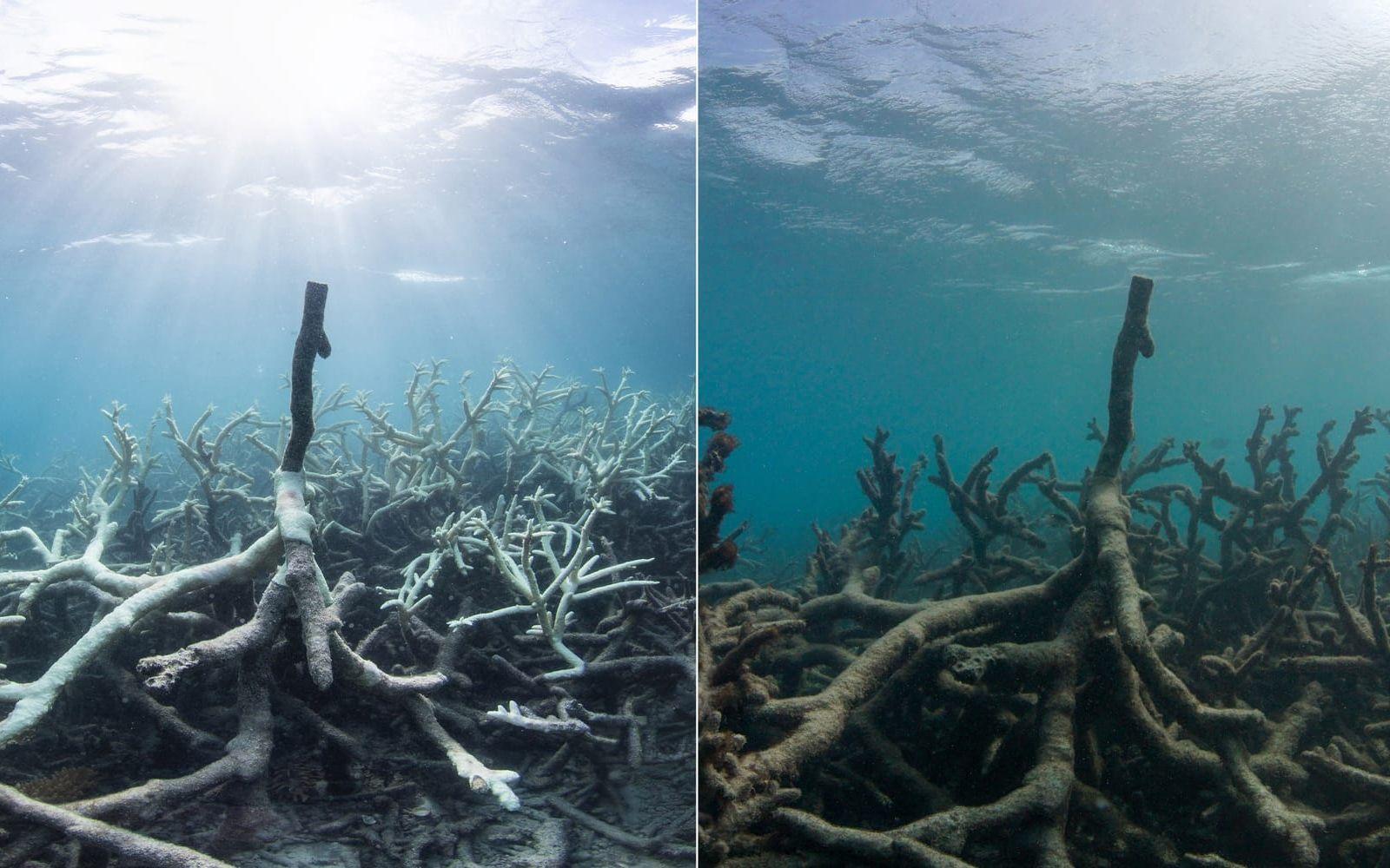 Till vänster: Svårt blekt del av rev på Lizardön (mars 2016). Till höger: Samma del av revet, men här är korallerna helt döda (maj 2016).