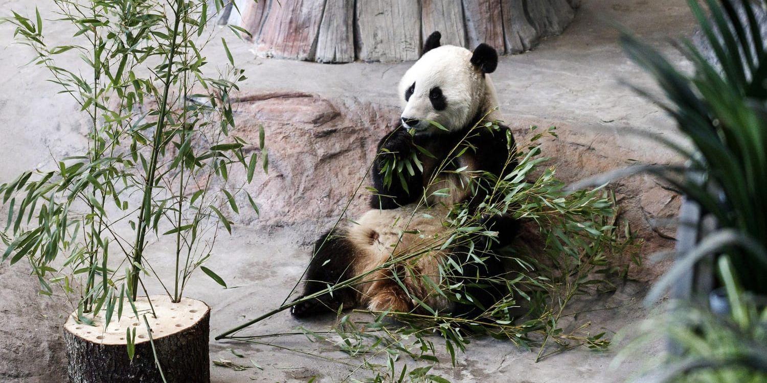 En panda på ett zoo. Arkivbild.