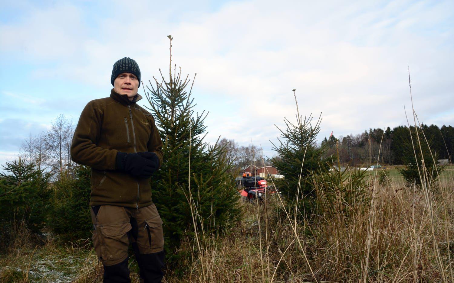 Robertho Settergren har odlat gran i 20 år. Nu ser han fram emot julgransförsäljningen. Bild: Karina Hansson