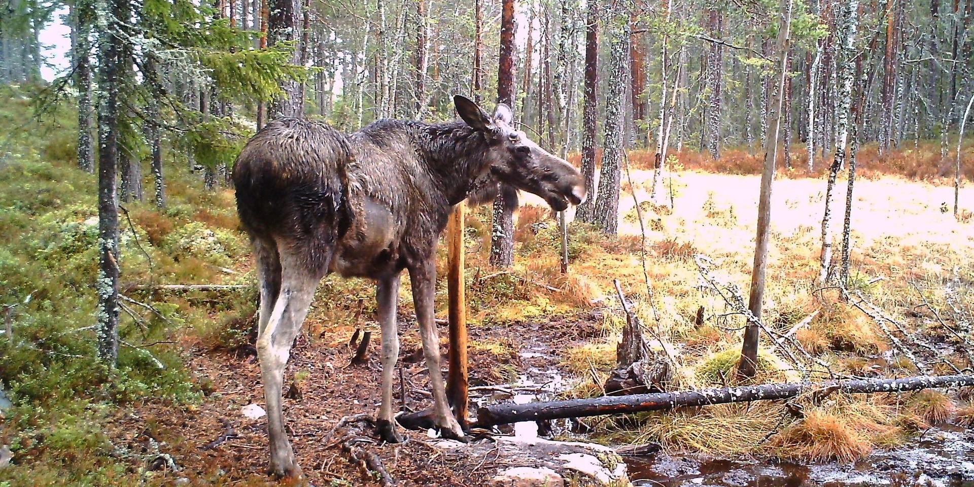 Jägare i Svärdsjöområdet i Dalarna förbryllas över att så många älgar varit mer eller mindre hårlösa och magra nu i vår. 