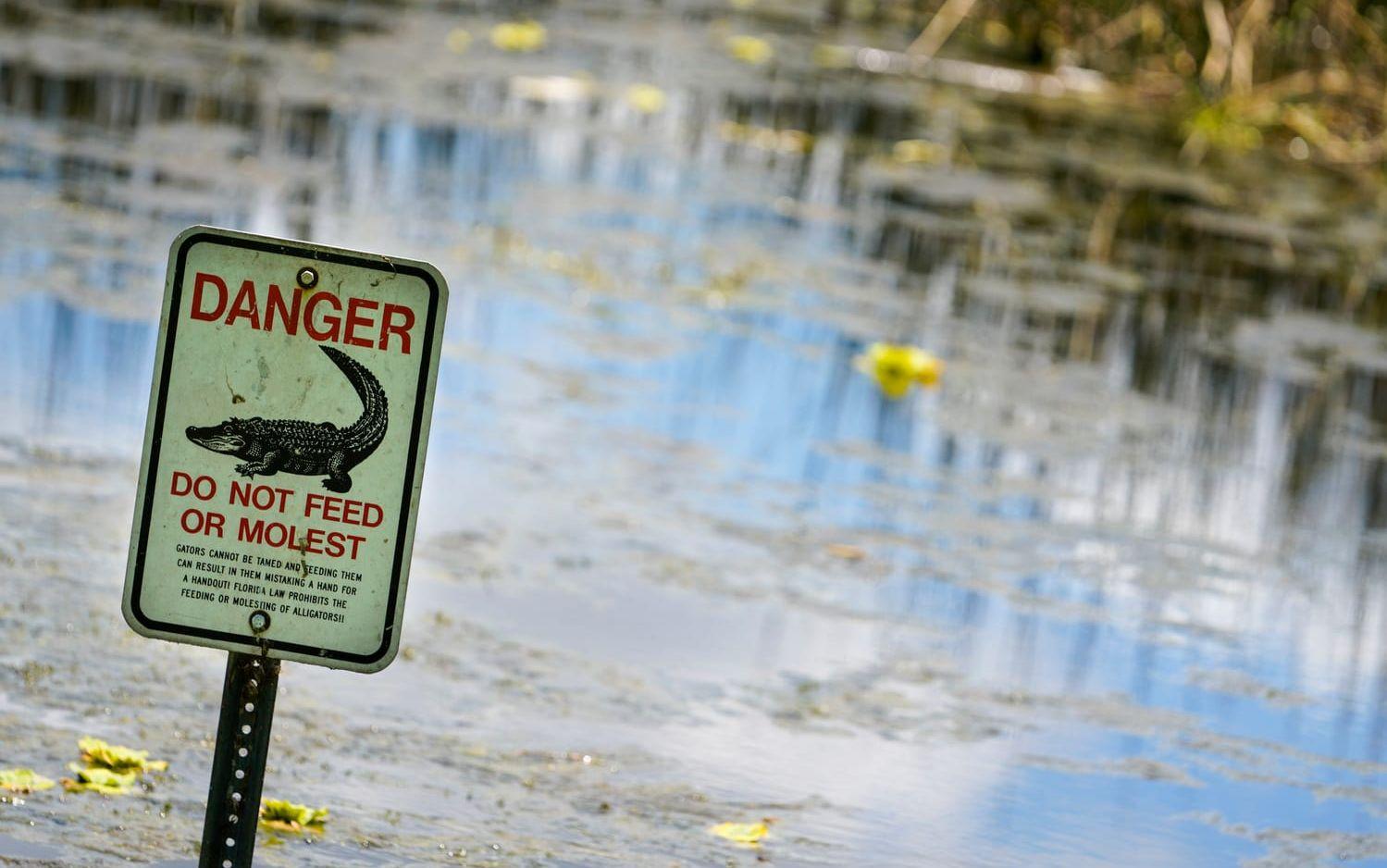 Skyltar vid sjön i Florida säger att man varken får bada eller störa alligatorerna.
