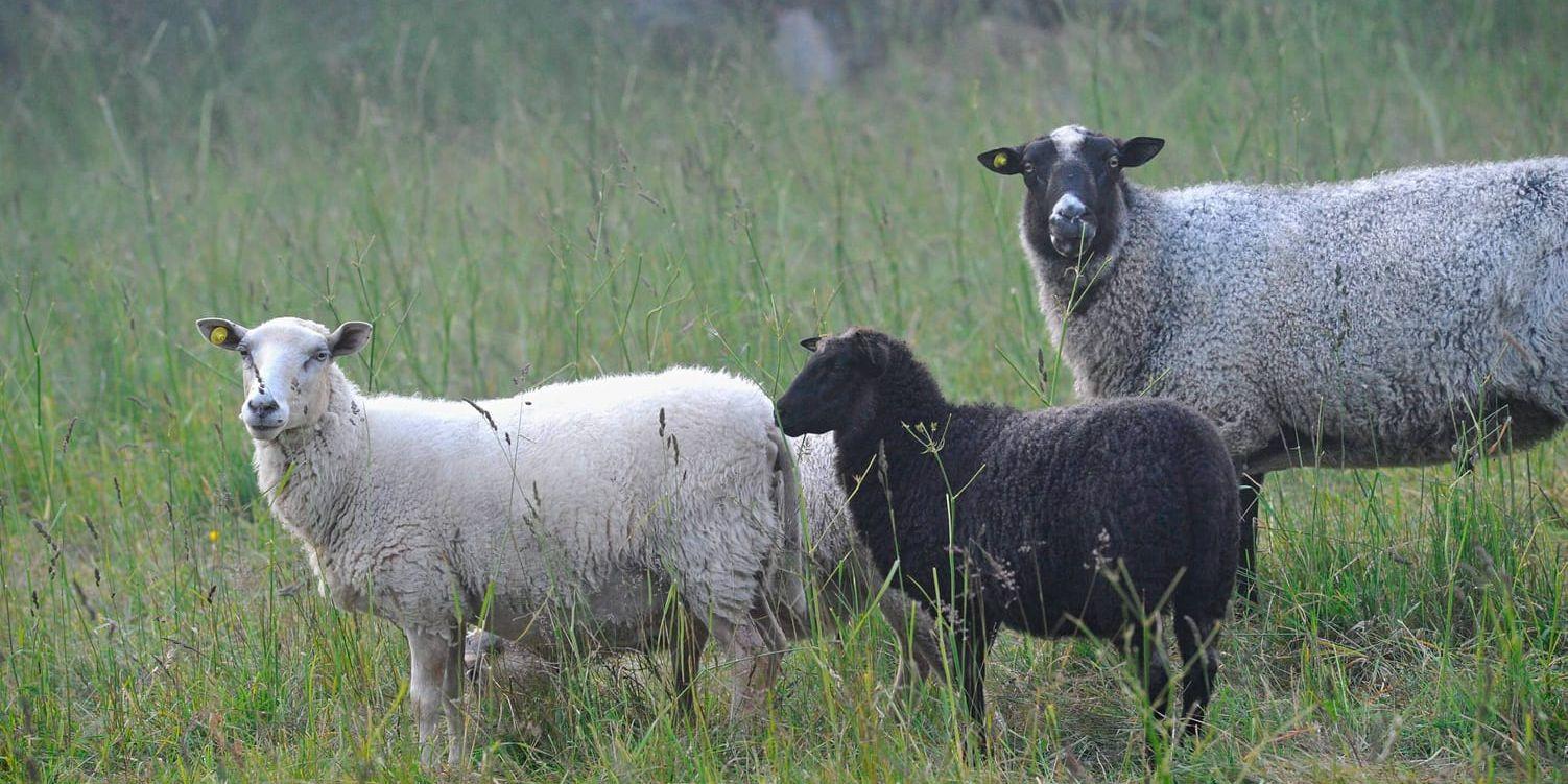 Ullen från svenska får börjar bli eftertraktad. Helst ska det vara den mjuka ullen från Jämtlandsfår, men även vanliga sträva får har ull som går att använda till mycket. Arkivbild.