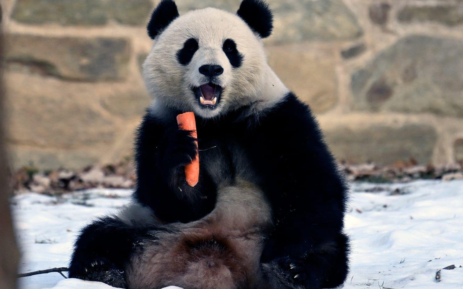 Arkivbild från 2025 på Qing Bao, en jättepanda som Kina lånade ut till den nationella djurparken i Washington 2024.