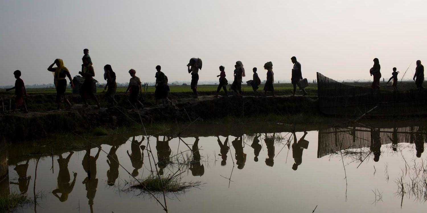 Flyktingar vandrar genom risfält efter att ha korsat gränsen över till Bangladesh.