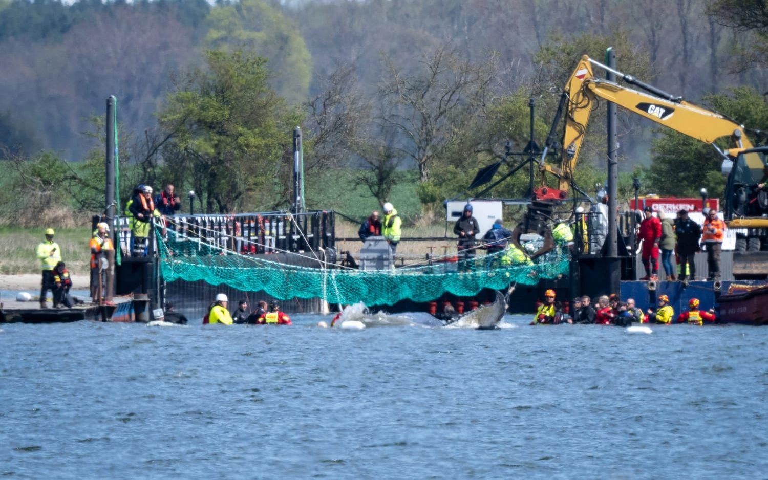 Den strandade valen drog under tisdagen in i en specialbyggd pråm nära ön Poel för vidare transport. 