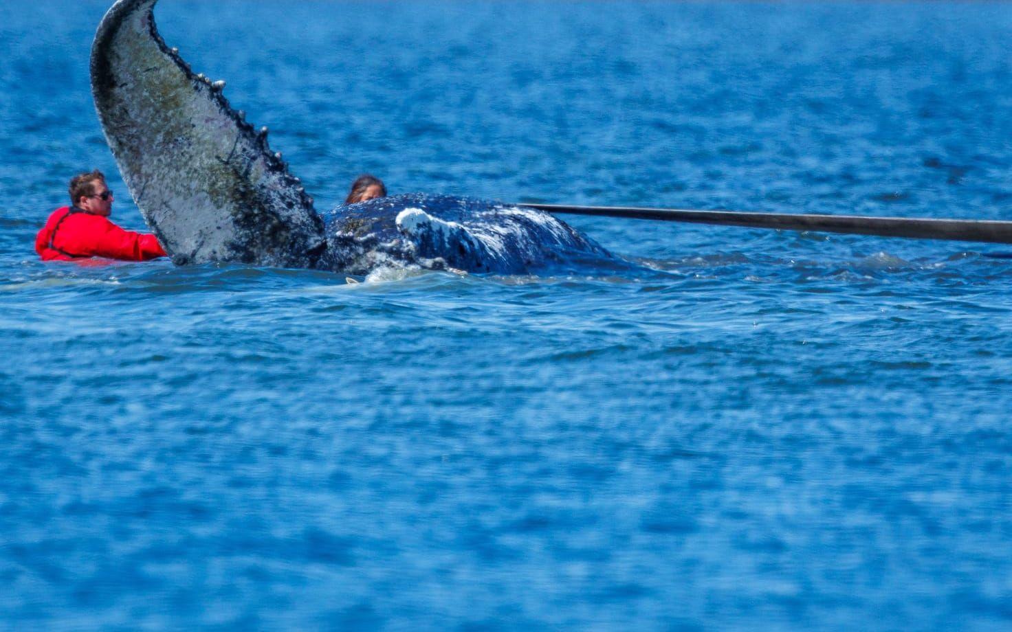 Räddningsarbetare fäster remmar på valen som drogs i en kanal som grävts i sanden fram till pråmen.