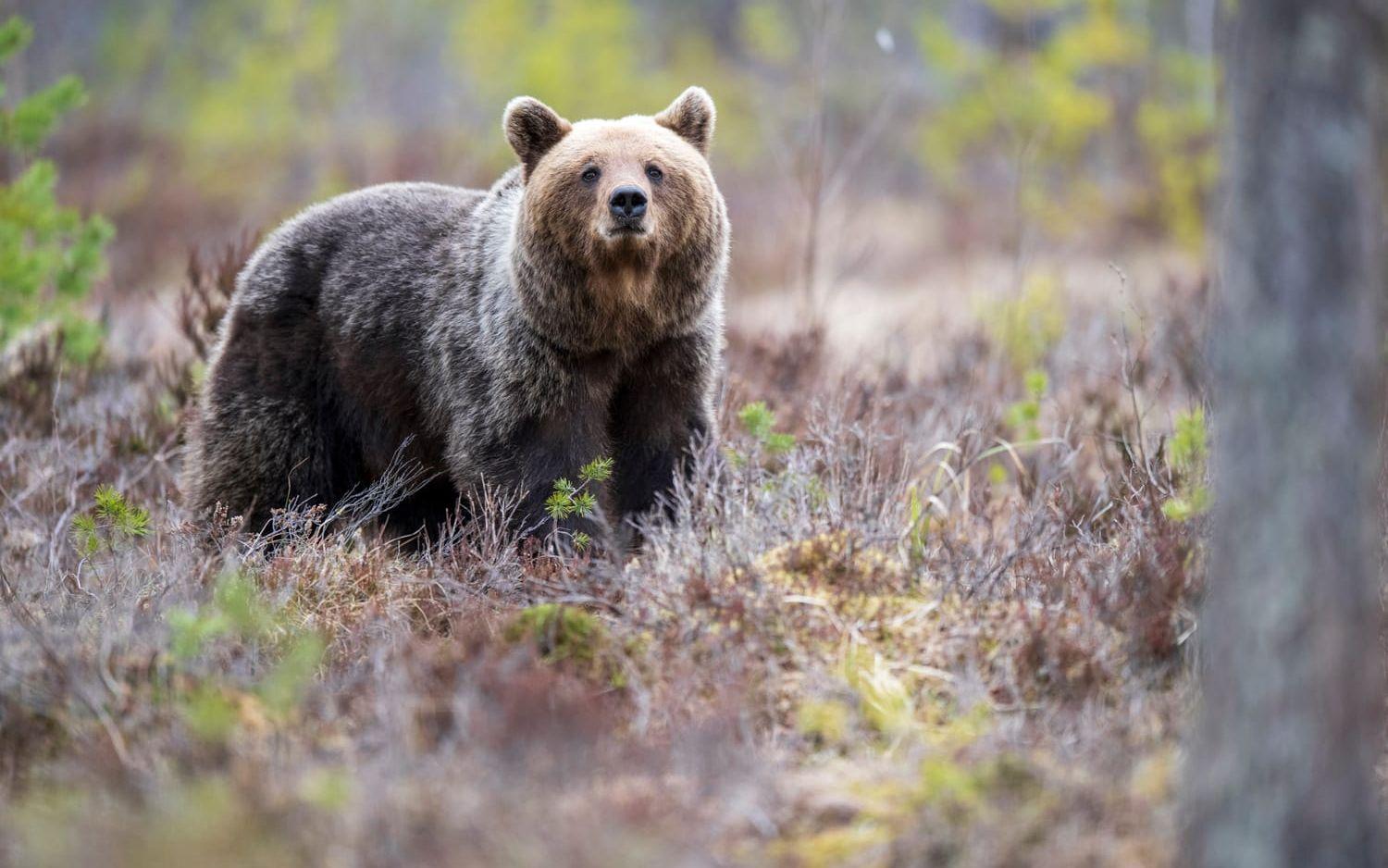 En brunbjörn har dödat en löpare i Italien. Beslutet togs att avliva björnhonan. Något som en domstol nu satt stopp för. Arkivbild.