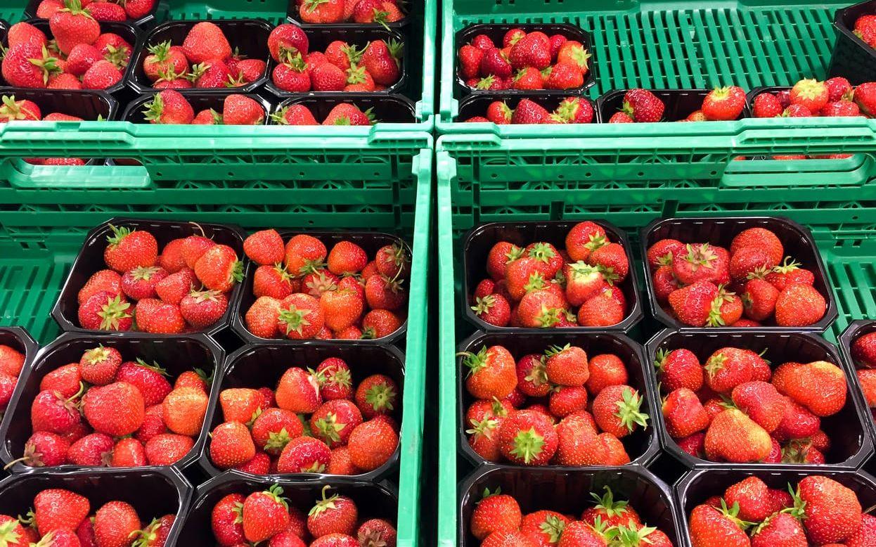Flera jordgubbsförsäljare vittnar om ett ökat pris för jordgubbar i år. Foto: TT