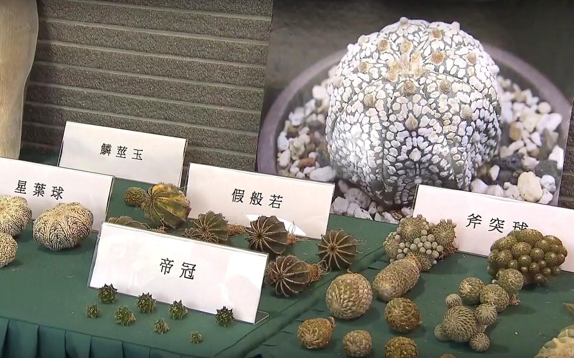 Under en presskonferens på torsdagen visade myndigheterna upp vissa av de smuggelvaror man beslagtagit. Bland annat hittades hotade växter bland smuggelgodset.