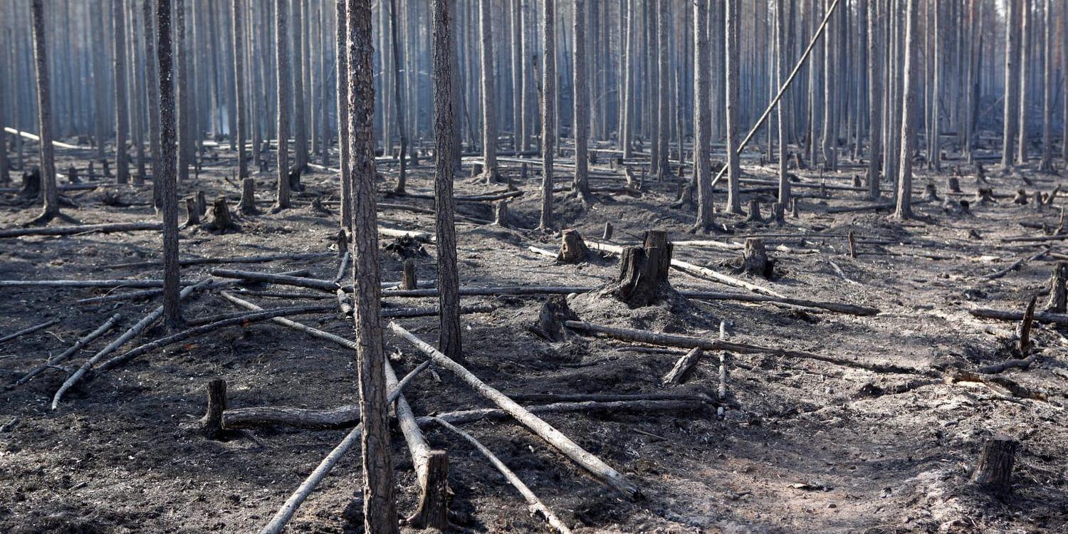 Den brandhärjade skogen kring Ängra.