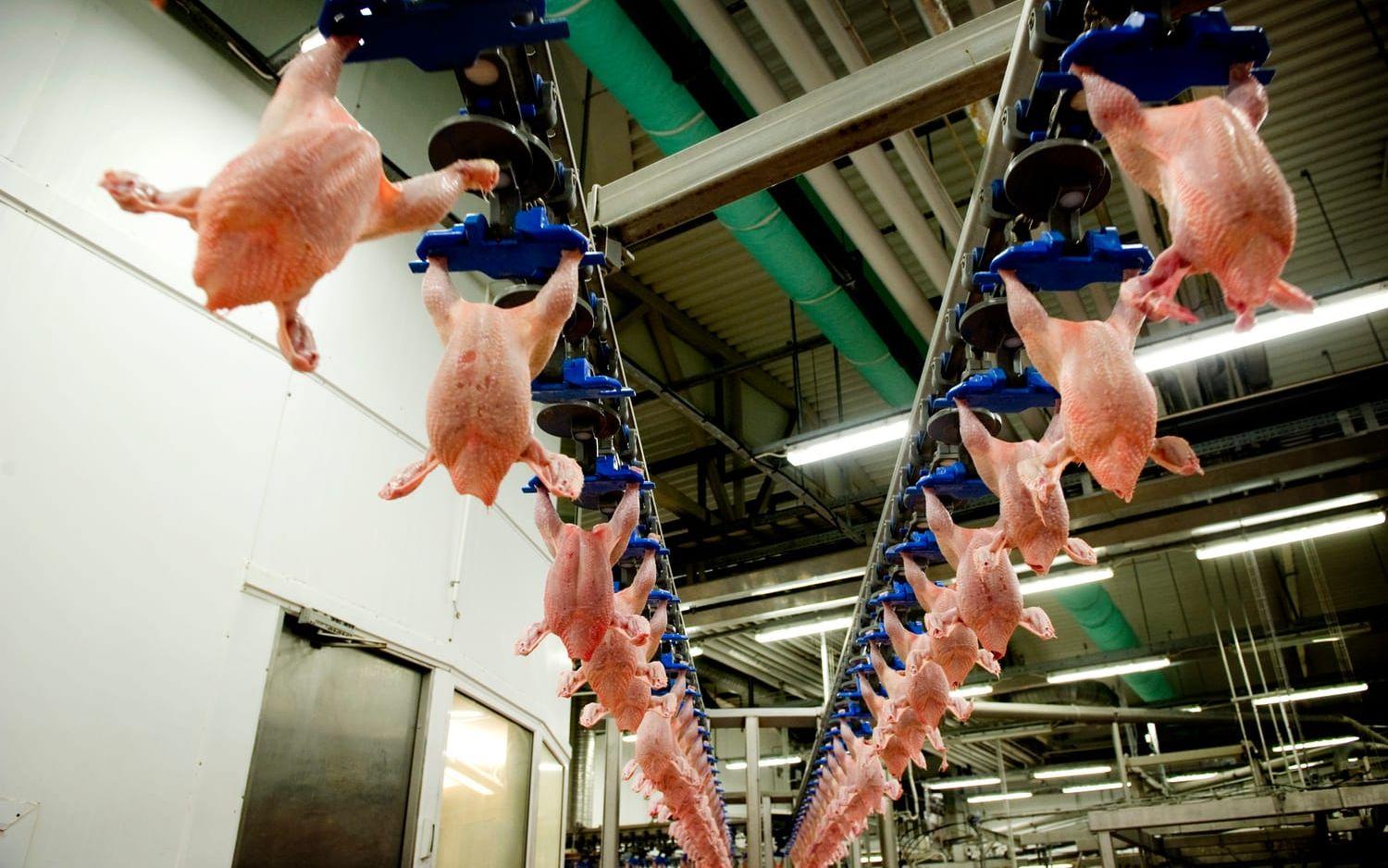 Rapport från kycklingtillverkaren Scandi Standard. Arkivbild