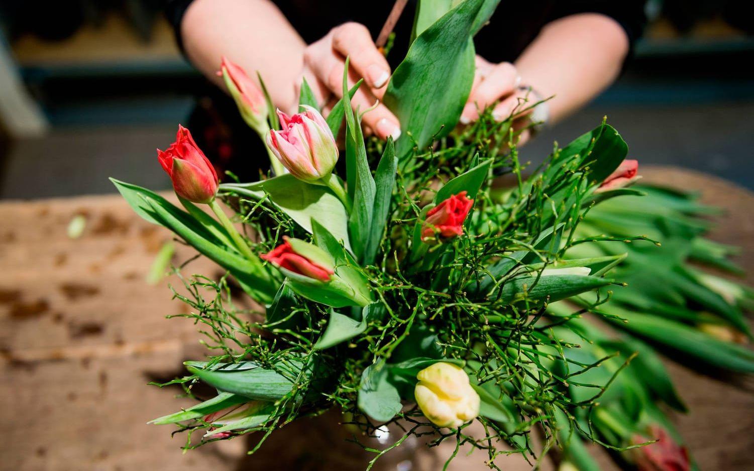 Ta bort plasten från tulpanerna efter ett par timmar när de sitter i vasen. Bild: TT
