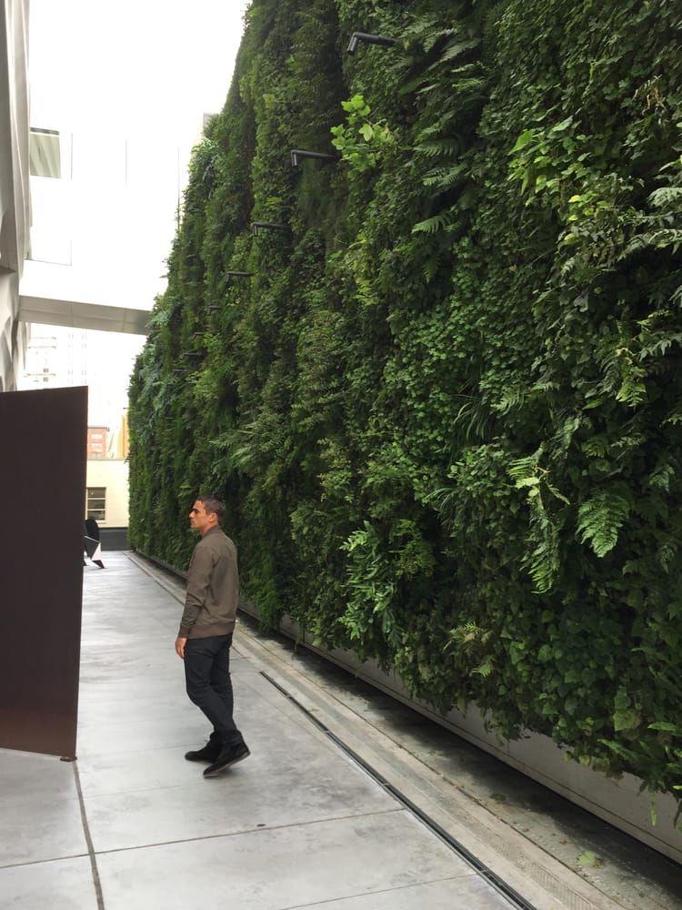 När ett av världens största konstmuseum MOMA i San Francisco öppnades i våras, efter en stor om- och tillbyggnad, var ett av tillskotten en enorm växtvägg  Foto: Ola Nylander