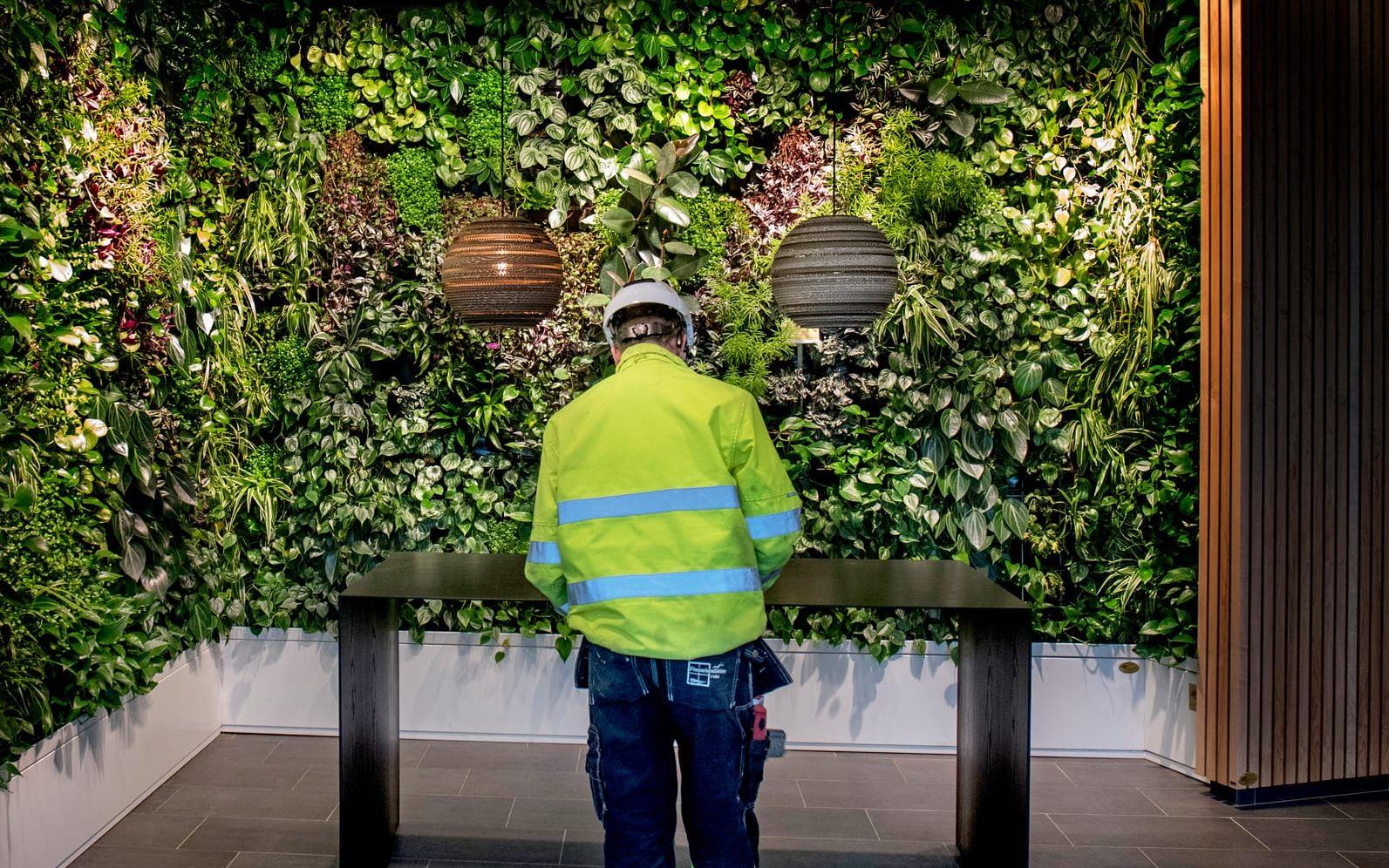Flera kontor i Göteborg satsar på gröna väggar som ett sätt att förbättra miljön. Foto: LIsa Thanner