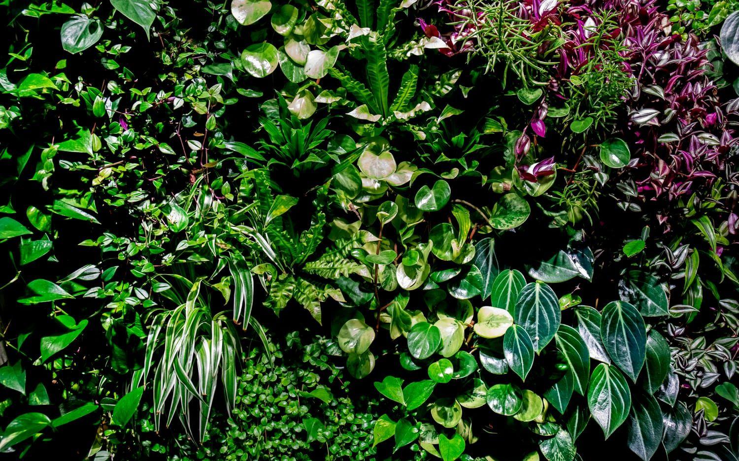 Växterna skapar ett eget ekosystem mitt inne i Göteborgs mest urbana miljöer.  Foto: LIsa Thanner