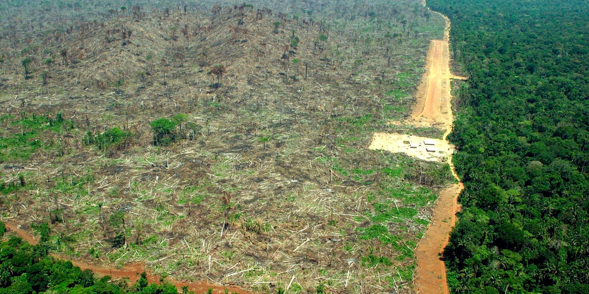 Regnskogen i Brasilien skövlas för att ge plats åt odlingsmark, mestadels för djurfoder. Något som får förödande konsekvenser för klimatet och ekosystemen.