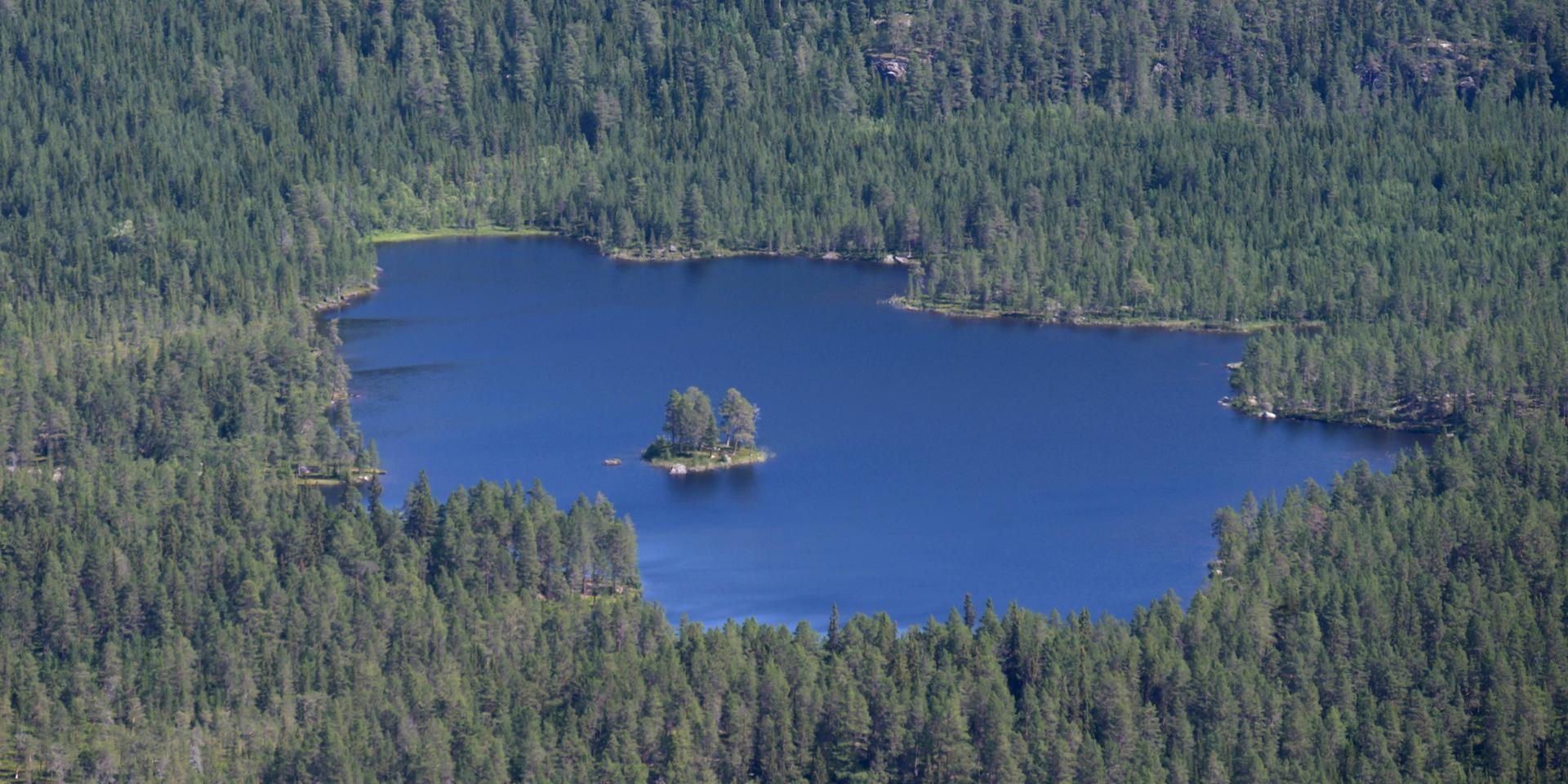 EU vill reglera sönder den svenska skogen.