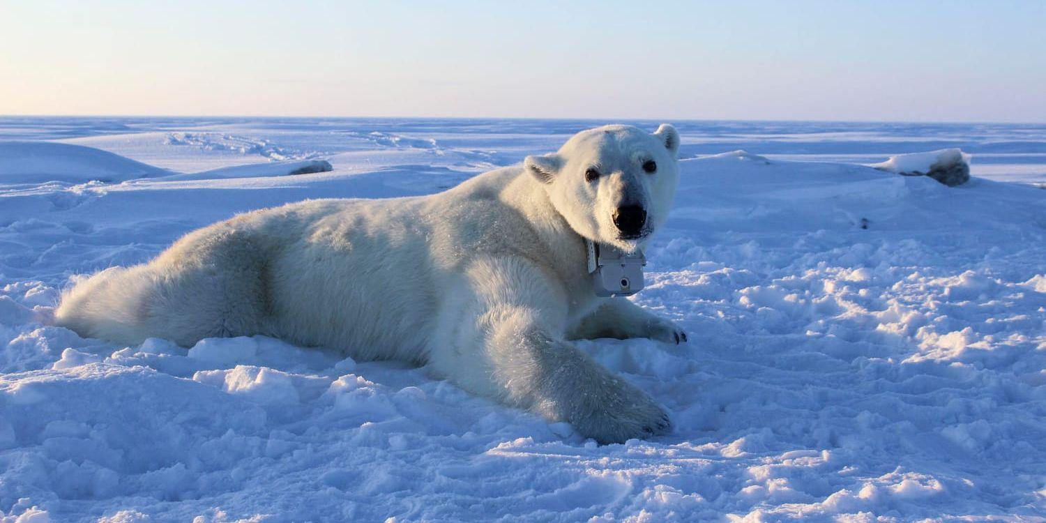 Isbjörnar behöver betydligt mer energi än vad man hittills trott. Bilden visar en av de nio fullvuxna isbjörnhonor som forskarna följde i upp till elva dagar.