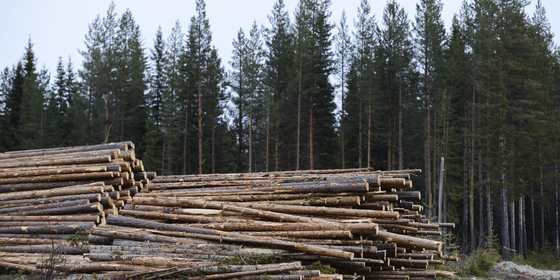 Svenska skogsbolag har stora innehav i Lettland. Arkivbild