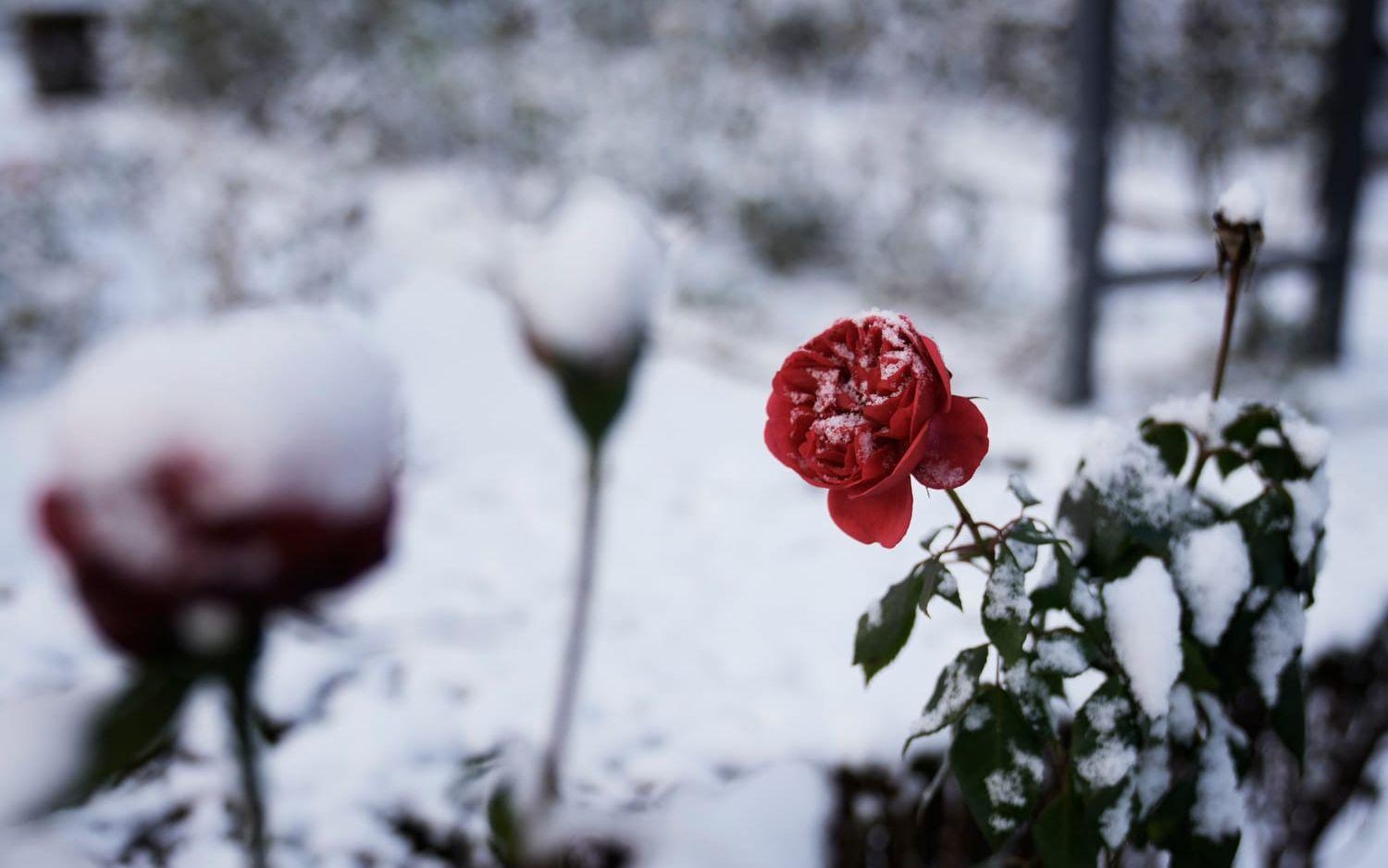 Rosorna har fortfarande bladen kvar men täcks numera av snö i Trädgårdsföreningen. 