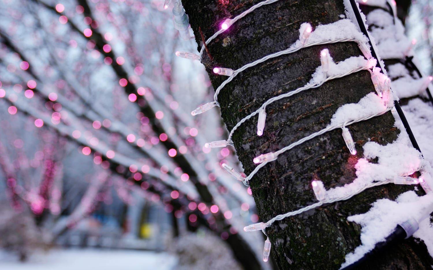 Flera träd i Göteborg har fått lila belysning i vintermörkret. 