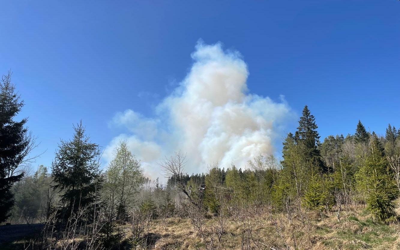 Rök stiger över träden i samband med en skogsbranden.
