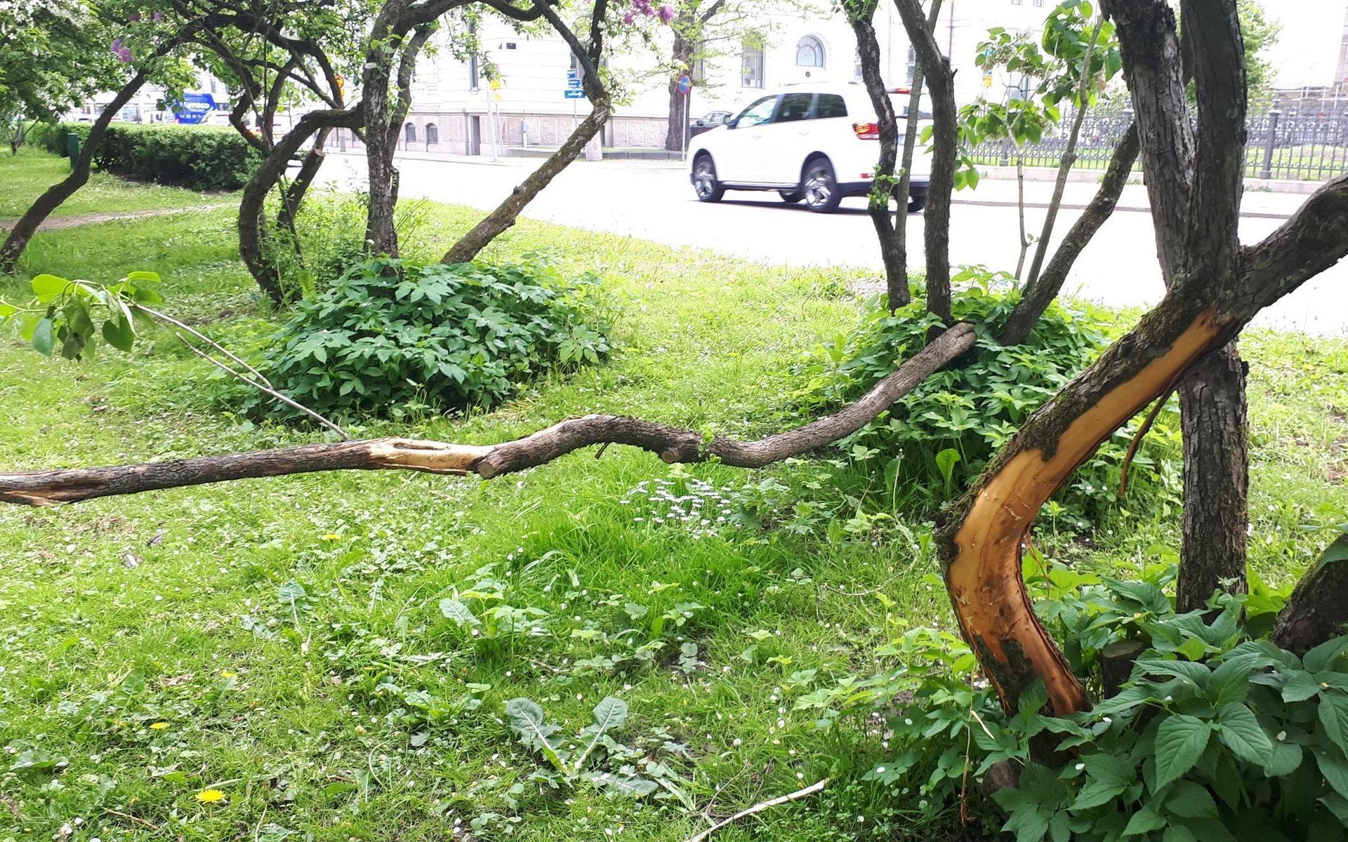 Flera träd och buskar har vandaliserats i Kungsparken.