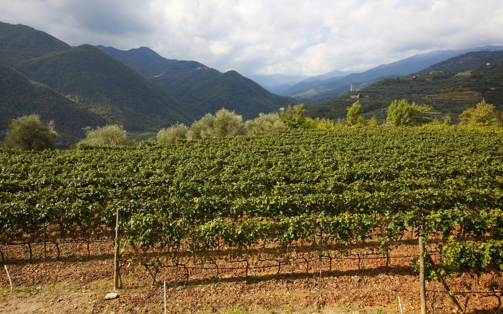 Ligurien är en vinregion. Här odlas främst gröna druvor, som Vermentino.