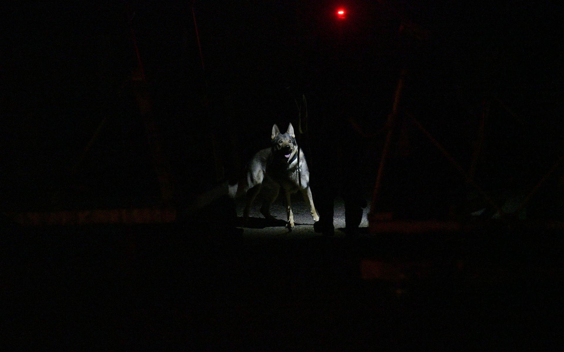 Under tisdagskvällen sökte polisen med hundpatruller i småbåtshamnen i Ljungskile.