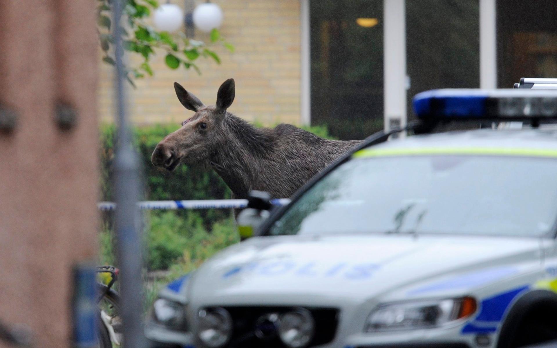 Älg går omkring i bebyggt område vid polisbil.