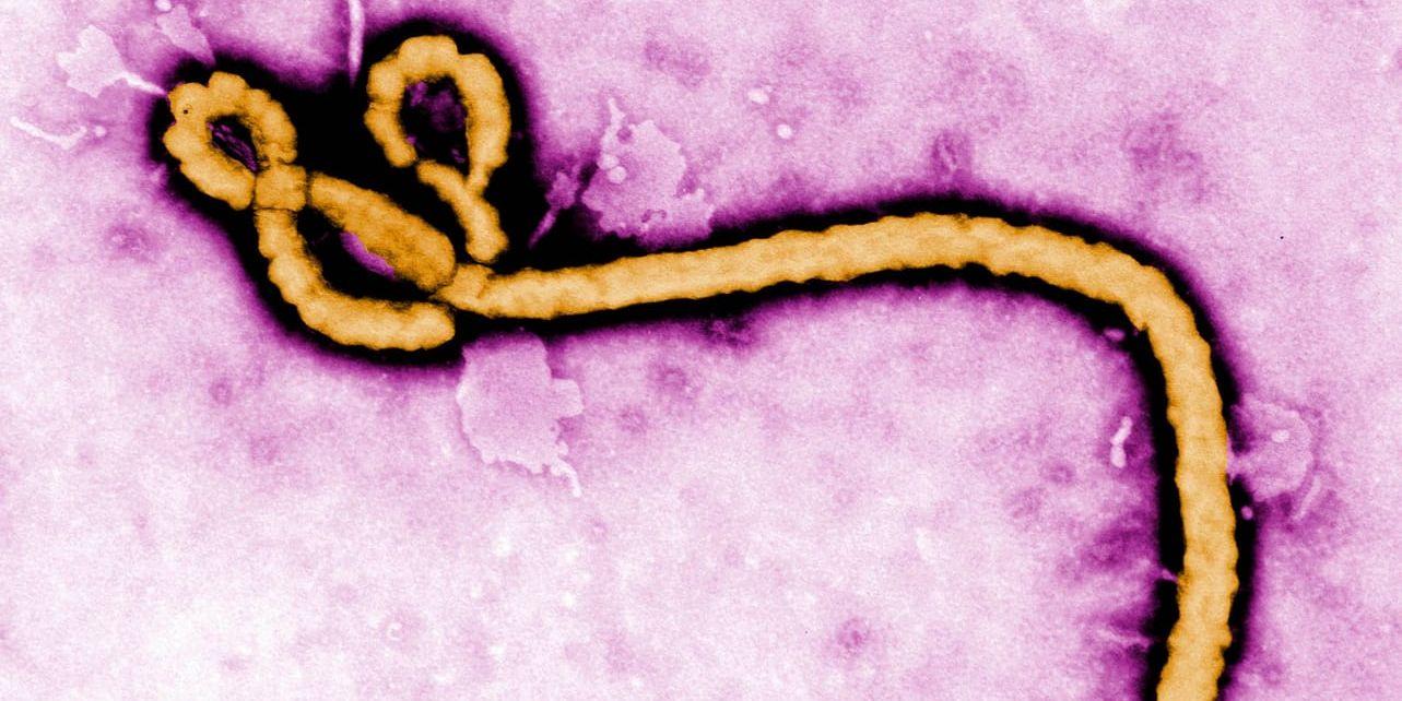 Det dödliga och fruktade ebolaviruset.