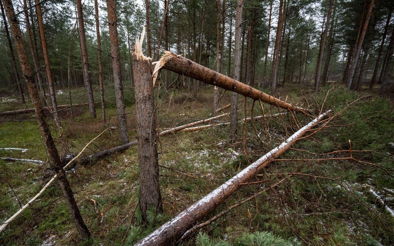 Stormfälld skog var en av konsekvenserna av ovädret Hans. Arkivbild.
