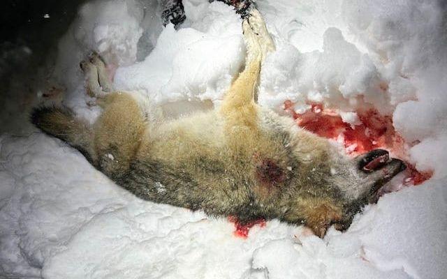 Tio män står åtalade för att bland annat ha fällt vargen på bilden, som togs i januari i fjol. Vargen är akut hotad i Norge och lodjuret starkt hotat.