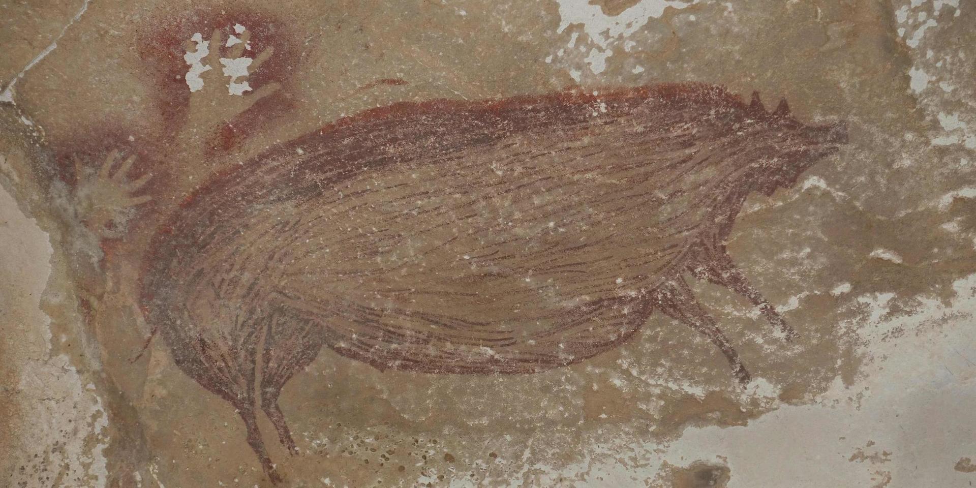 Det målade vårtsvinet i Leang Tedongnge-grottan i Indonesien målades för minst 45 500 år sedan.