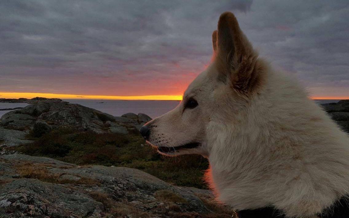 Fredrik Clarstedt var ute och gick med hunden när han såg ljusfenomenet. Bilden är tagen för en vecka sedan. Foto: Fredrik Clarstedt.