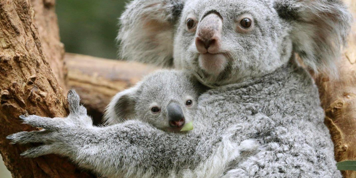 Klamydia har drabbat koalabjörnar i Australien hårt. Nu har skådespelaren Russell Crowe donerat tusentals kronor till ett vaccinationscenter. Arkivbild.