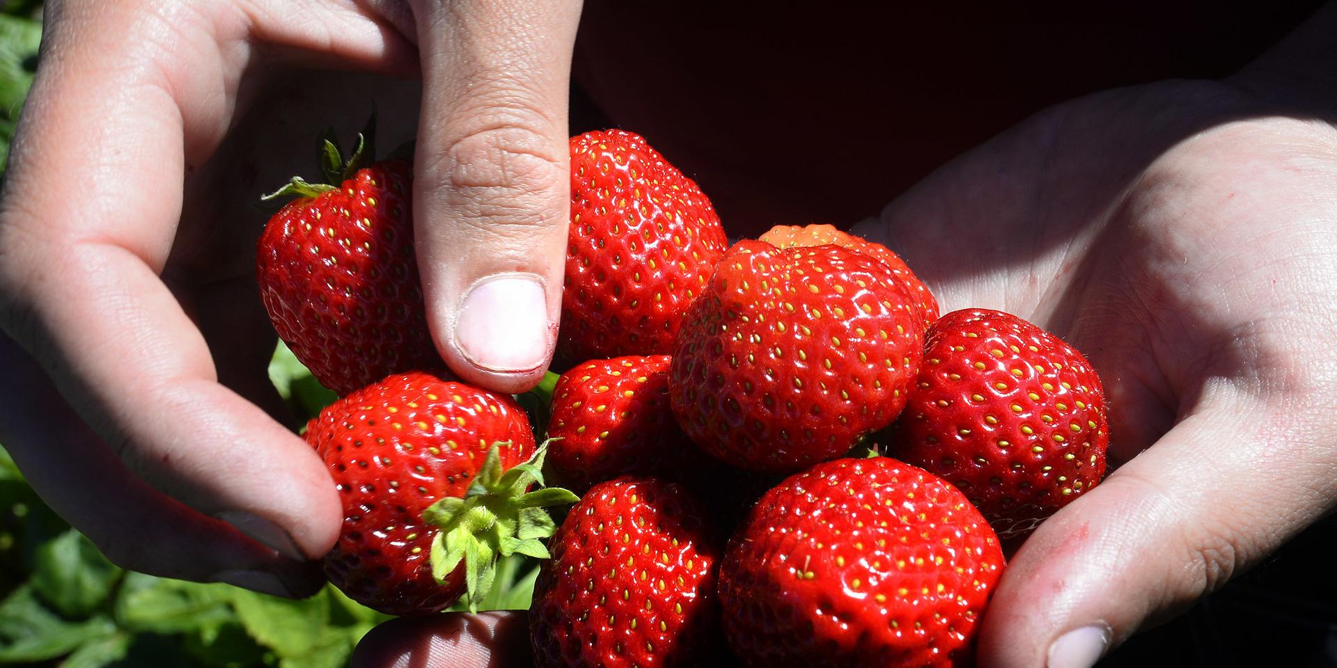Insändarskribenten ifrågasätter problemet med jordgubbar till följd av det nya coronaviruset.