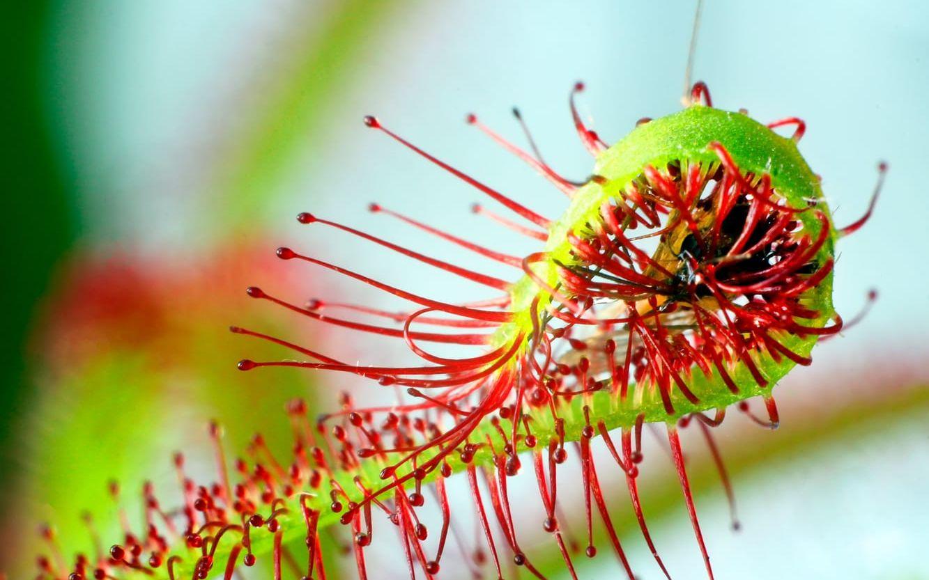Sileshårsväxt som fångar en insekt. Foto: Sergei Aleshin/Shutterstock.com