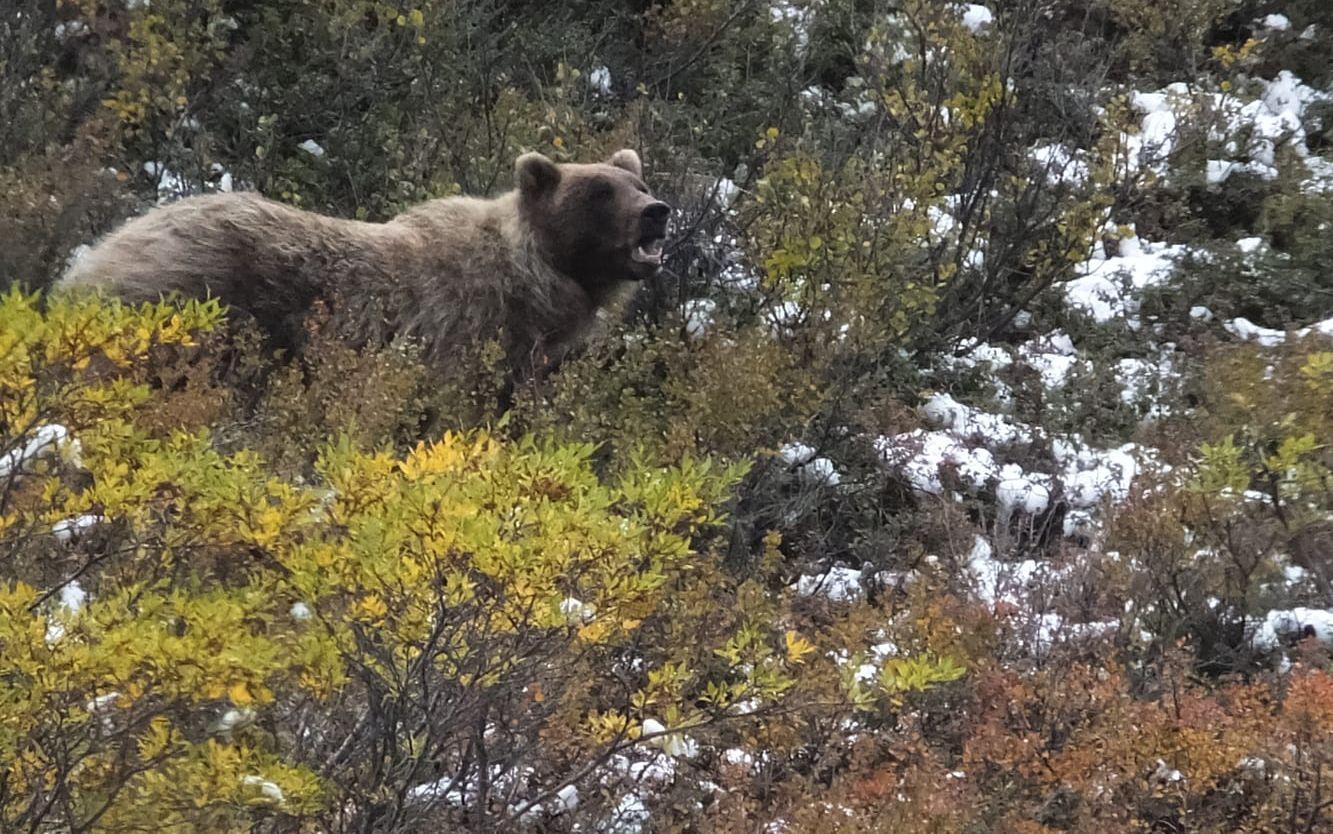 Två soldater har skadats i en björnattack. Arkivbild