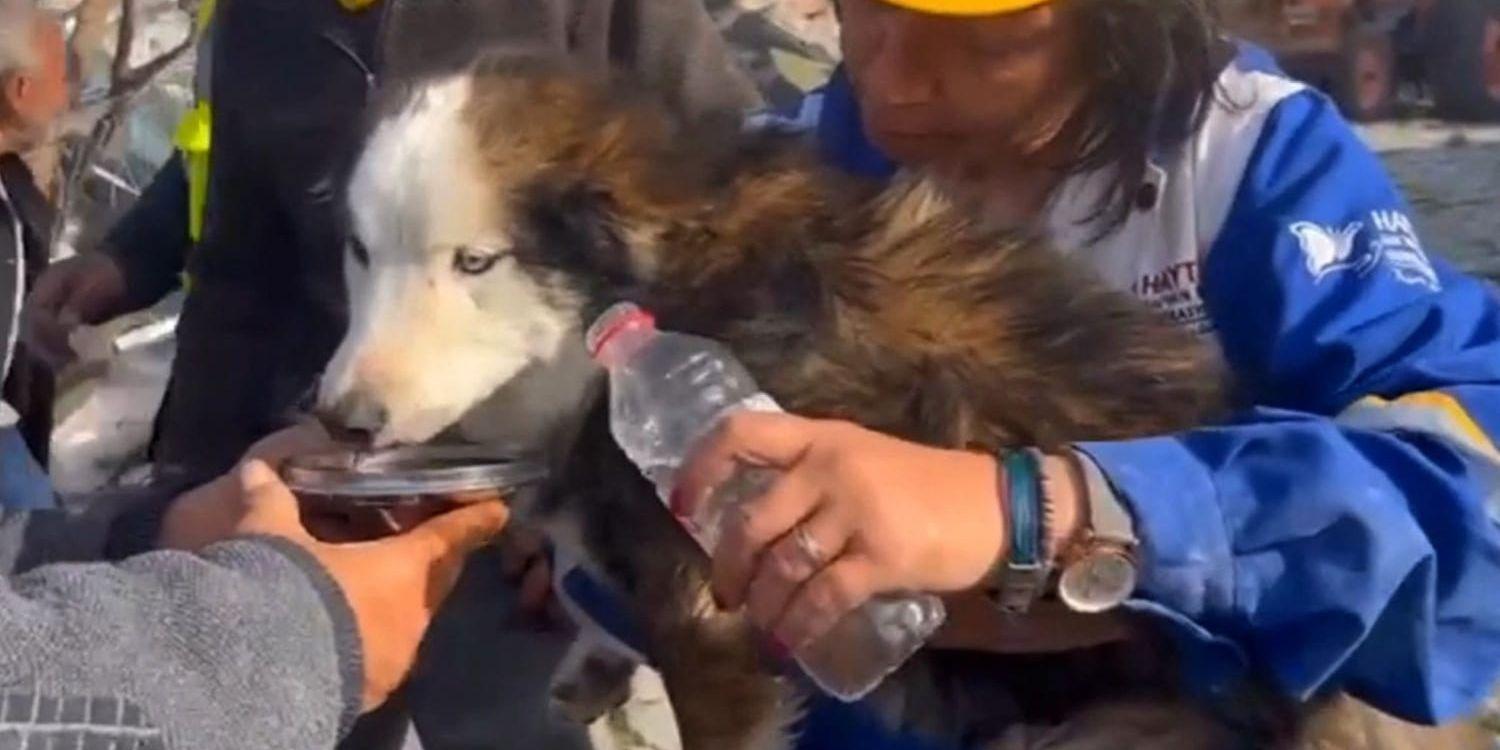 Hunden Aleks hittades vid liv efter att ha befunnit sig 23 dagar under rasmassorna i Turkiet.