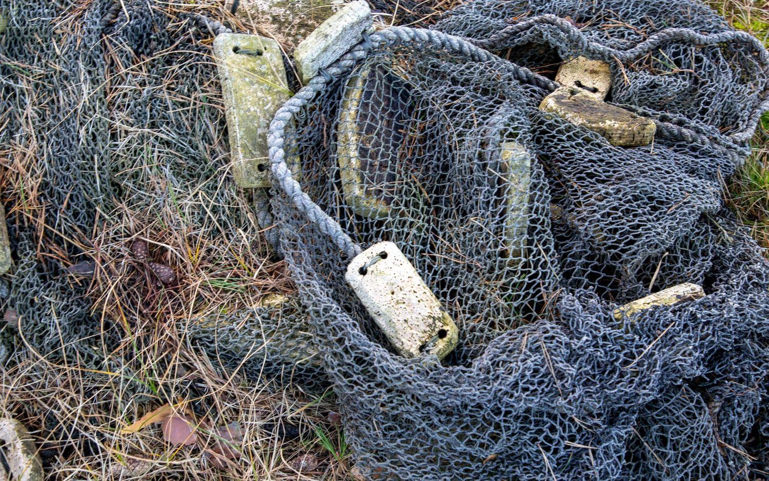 För två år sedan hittades ett stort antal dumpade hajar i Lysekils hamn. Nu har det hänt igen, enligt TV4:s Kalla fakta. Arkivbild.