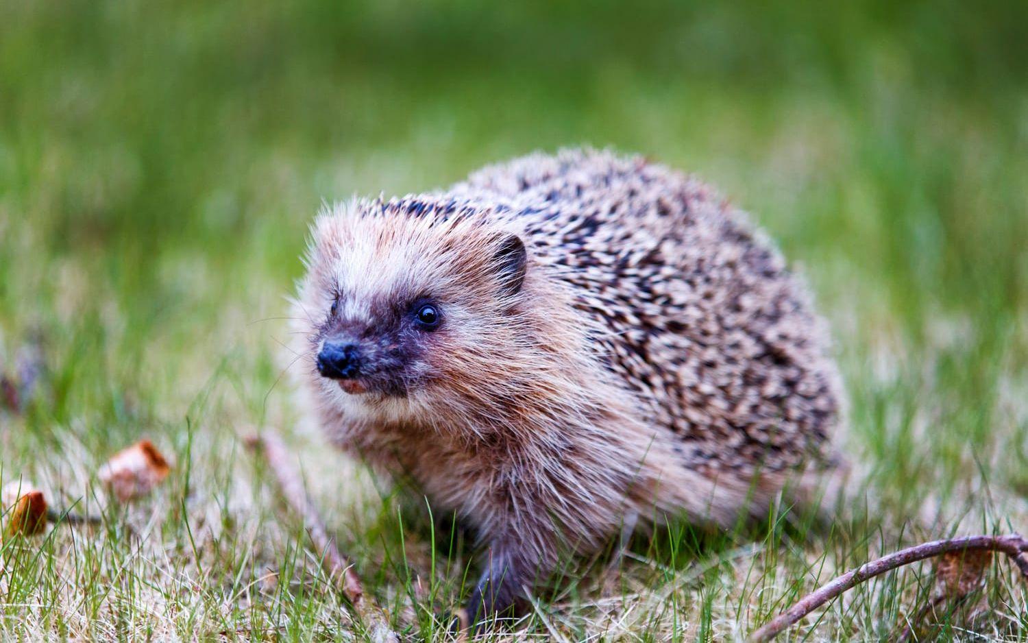 Många igelkottar har svårt att hitta lämpliga övervintringsplatser. Arkivbild.