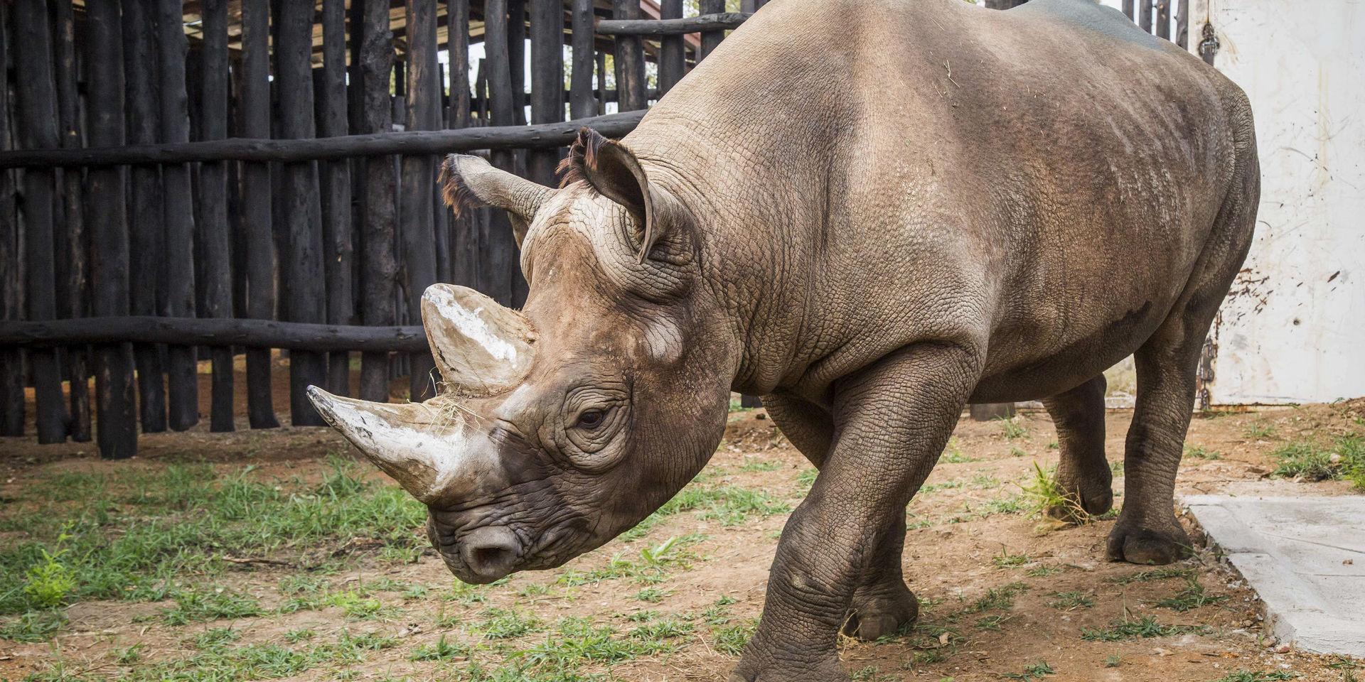 Nio svarta noshörningar har placerats i Serengetiparken i Tanzania. Arkivbild.