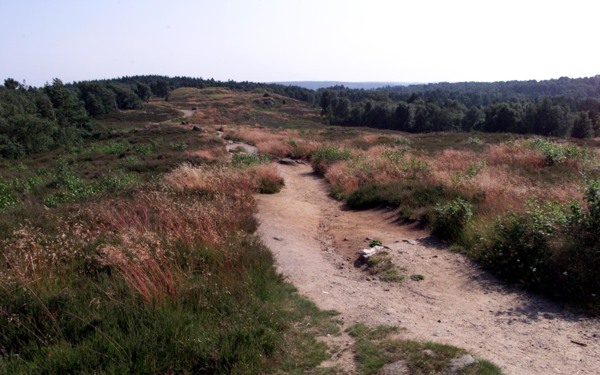 Bild från Änggårdsbergens naturreservat.