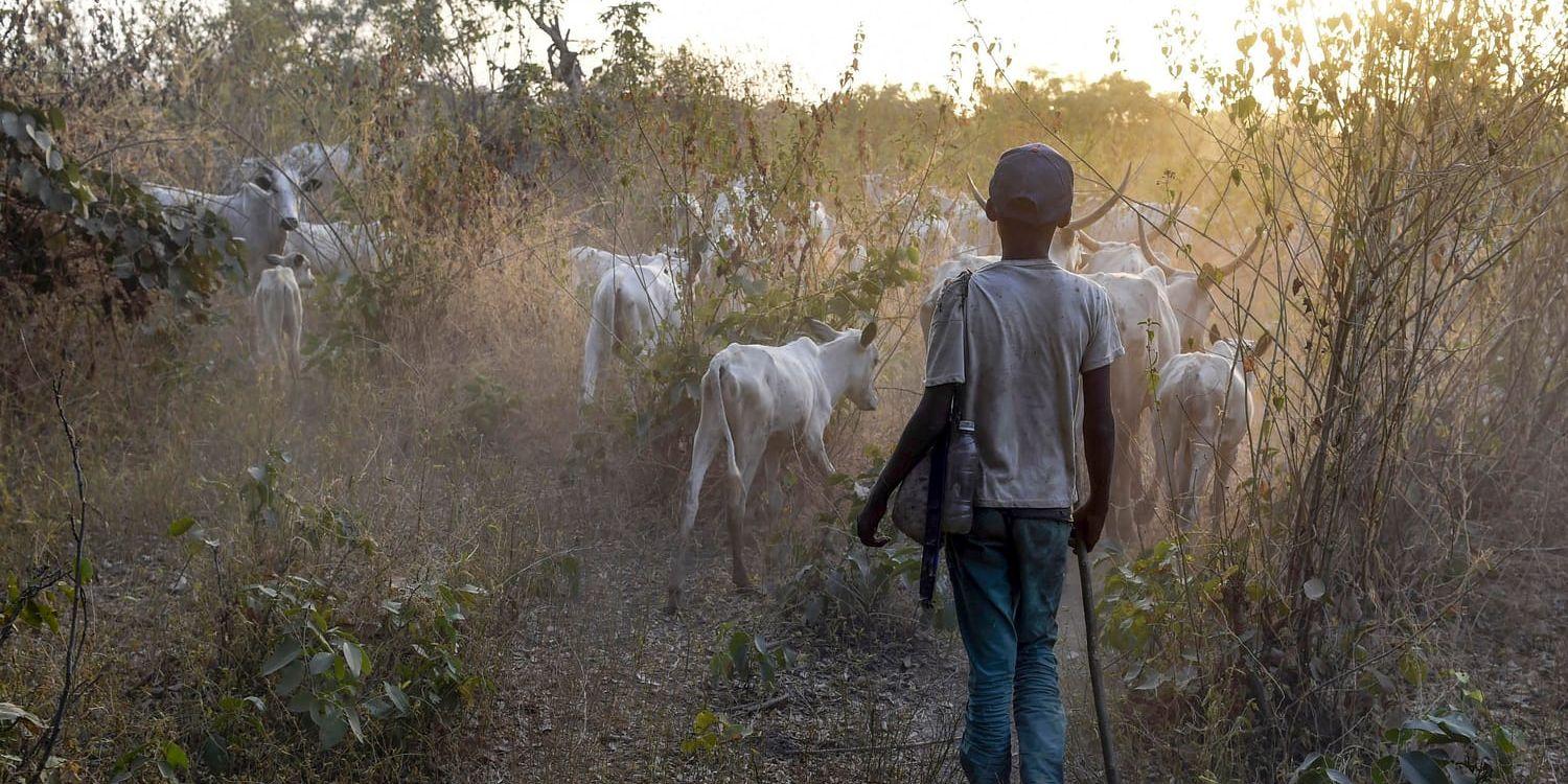 En ung herde med sina djur utanför Lafia, huvudstaden i staten Nasarawa i Nigerias mittenbälte. Arkivbild.
