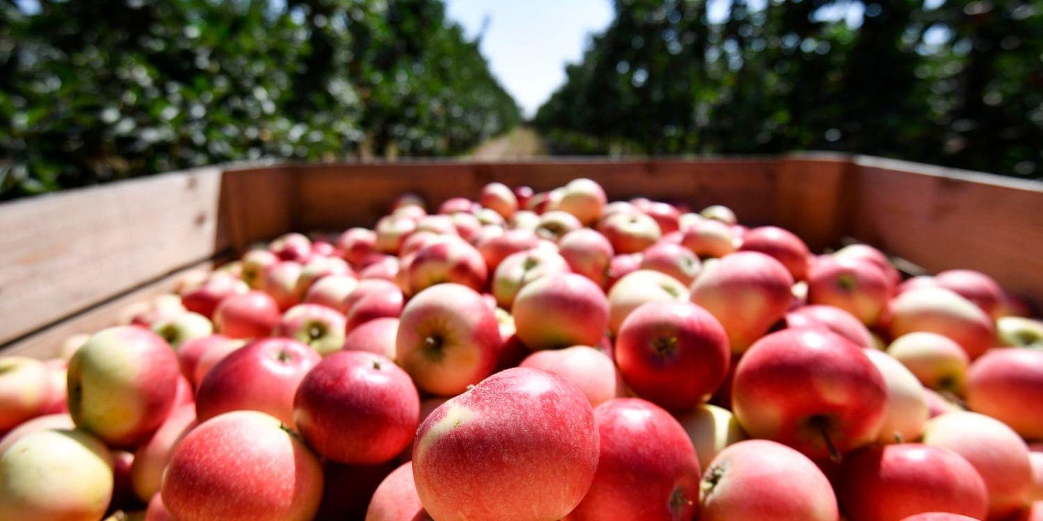 Kiviks Musteri räknar med en skörd på omkring 700 ton äpplen i år.