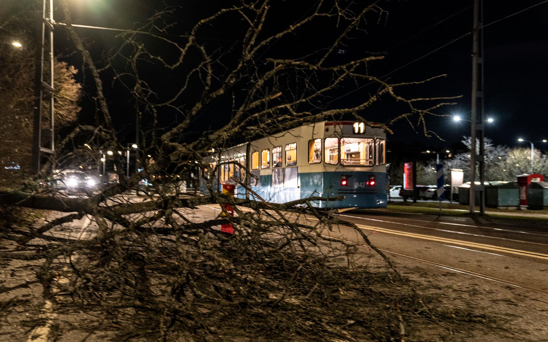 Ett nedblåst träd stoppade under torsdagsmorgonen spårvagnslinje 11 i Långedrag