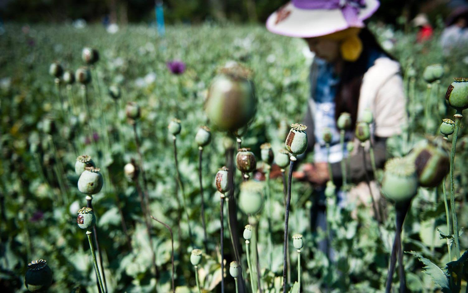 Opiumodling i Burma. Bilder: Martin Spaak