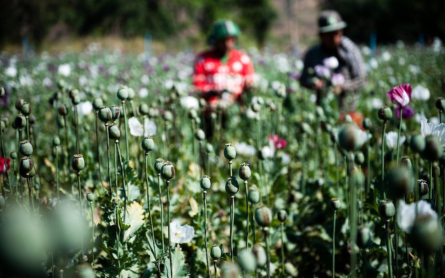 Praktiskt taget varenda knopp på vallmofältet bär de bruna spåren efter att ha blivit tappade på opium.